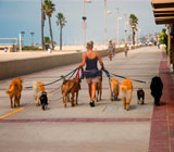 Dog Walkers de cães em Copacabana
